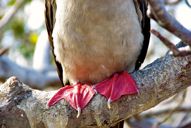 red footed booby 