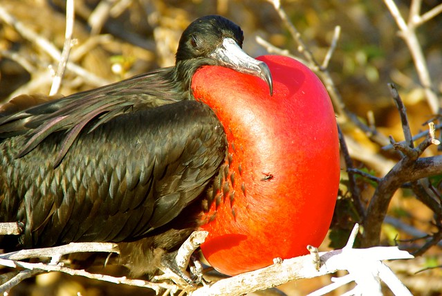 Frigate Bird