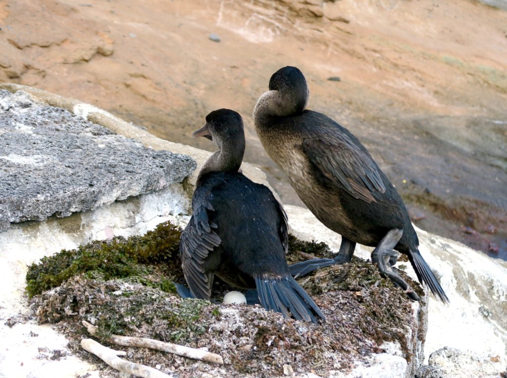 A-pair-of-Flightless-Cormorants-in-the-Galapagos-1024x765