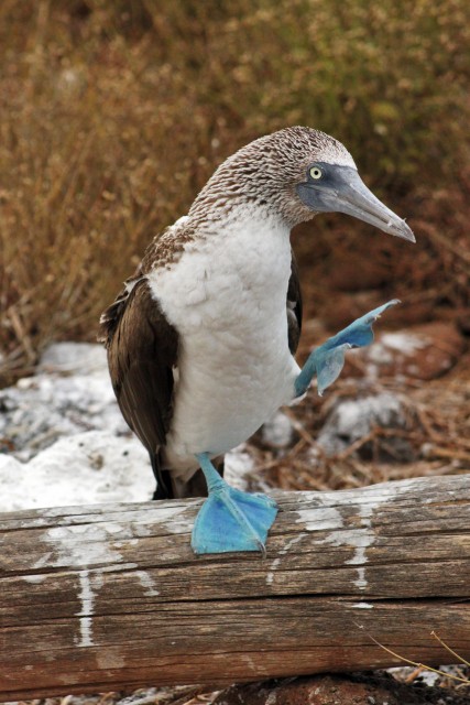 Blue-Footed Booby dance in the galapagos islands