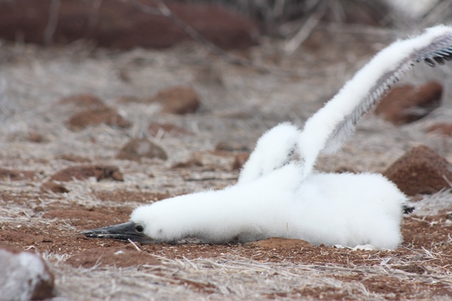 Blue footed booby baby