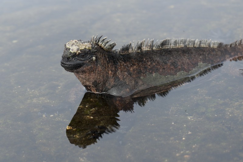 Marine Iguanas