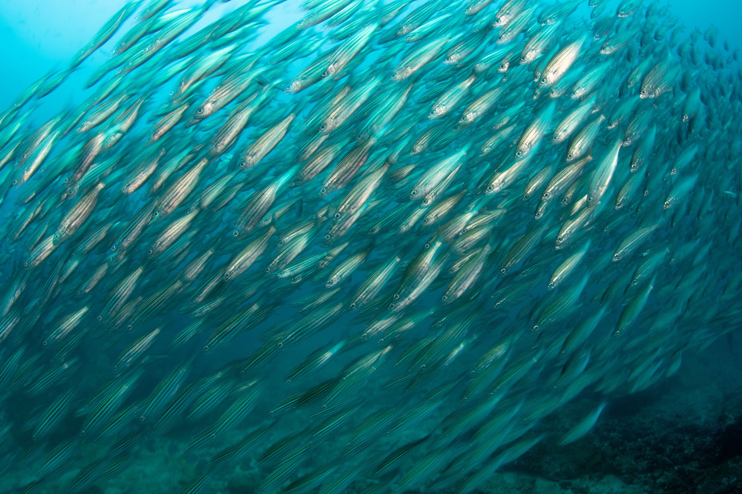  /></figure>
</div>
<!-- /wp:image -->

<!-- wp:paragraph -->
<p>Guests can also extend their stay before or after an Ecoventura cruise, for example in San Cristobal, or combine a diving week on the Galapagos Sky with a non-diving cruise to focus on <a href=