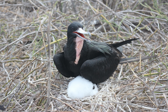 Frigate bird chicks in the Galapagos