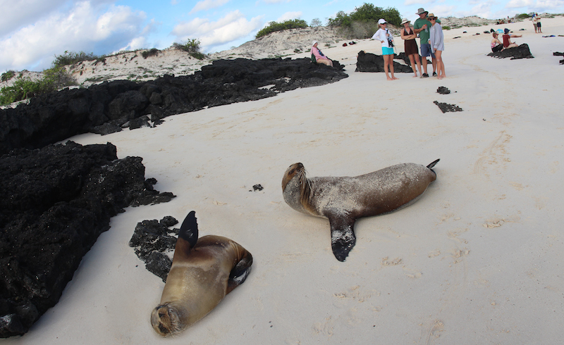 Galapagos Islands, Sea Lions on Beach, San Cristobal