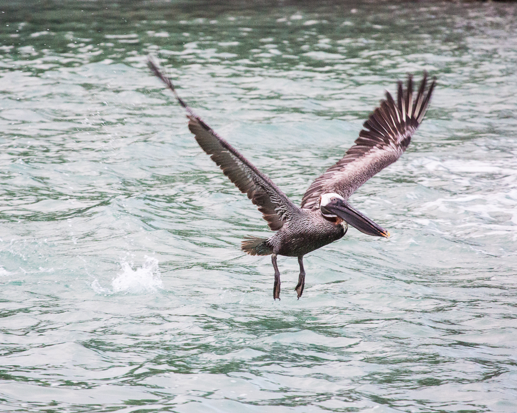 Galapagos Pelican Homework Panning A-5268