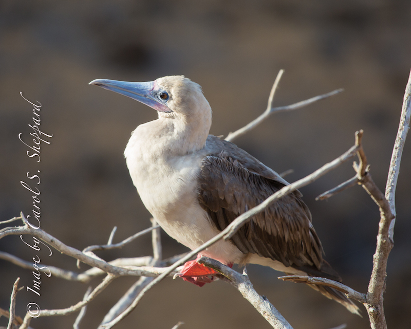 packing list for the galapagos