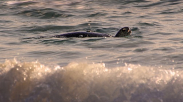 Galapagos Sea Turtle in Surf, Floreana