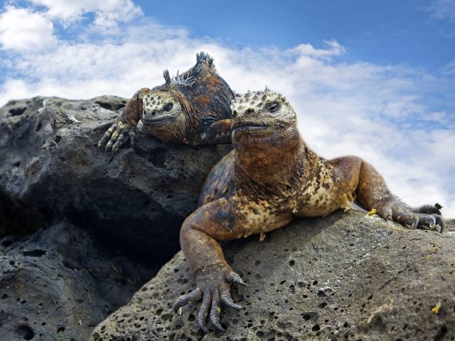 GalapagosMarineIguanas