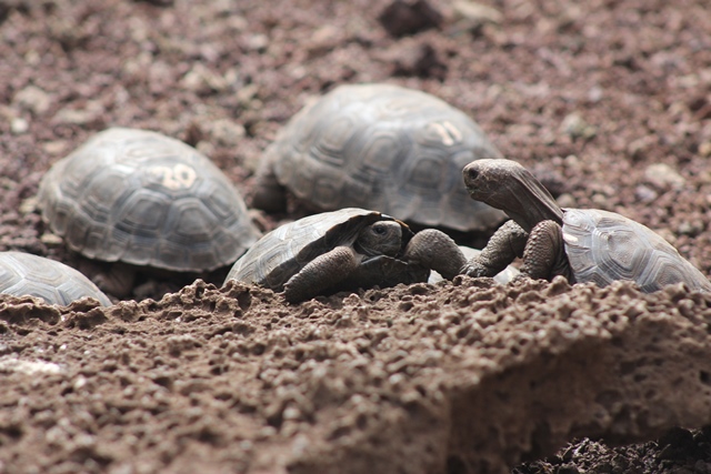 Giant_tortoise