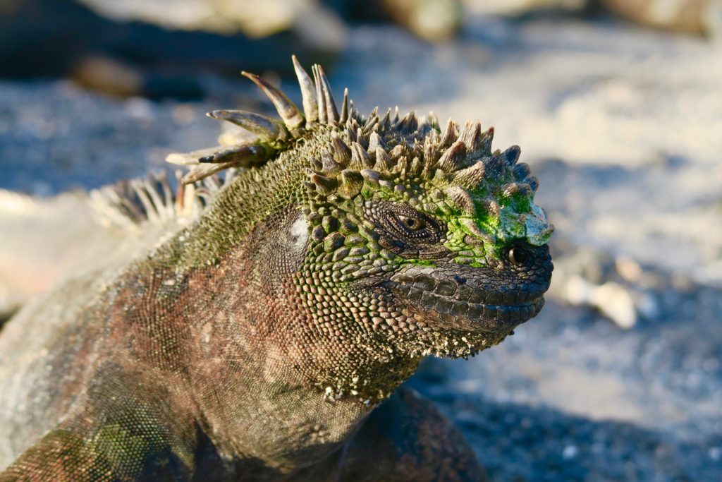 Marine-Iguana-in-the-Galapagos-1024x683