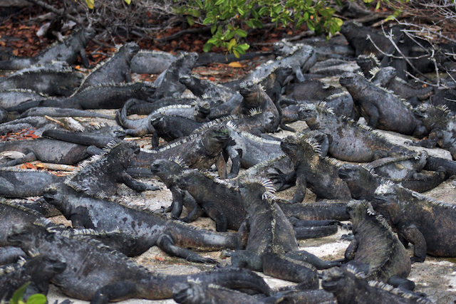 Marine Iguanas