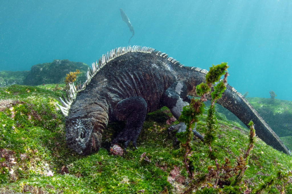  /></figure>
</div>
<!-- /wp:image -->

<!-- wp:paragraph -->
<p>And under the waves the wildlife is just as spectacular. A diverse array of marine life, more than 20% of which is endemic, draws scuba enthusiasts from far and wide to experience diving encounters unlike anywhere else on the planet.</p>
<!-- /wp:paragraph -->

<!-- wp:paragraph -->
<p>At Ecoventura, we offer experienced scuba divers the option to cruise with our dedicated scuba Live-Aboard – the 16-passenger luxury vessel, <a href=