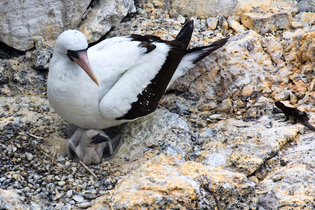 Nazca masked booby with baby, Punta Suarez, Isla Espanola, Galapagos Islands, Ecuador., Punta Suarez, Isla Espanola, Galapagos Islands, Ecuador., Punta Suarez, Isla Espanola, Galapagos Islands, Ecuador.