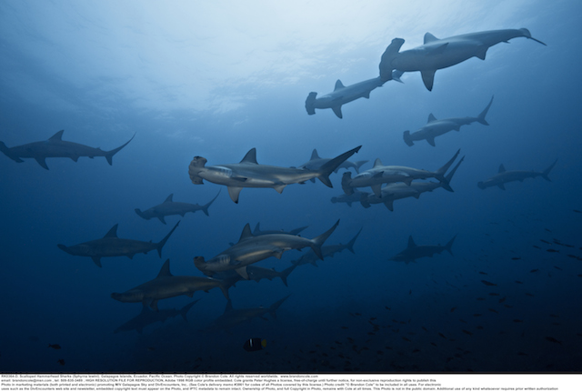 Sphyrna lewini schooling photograph, made by pro photographer Brandon Cole on assignment in the Galapagos Islands