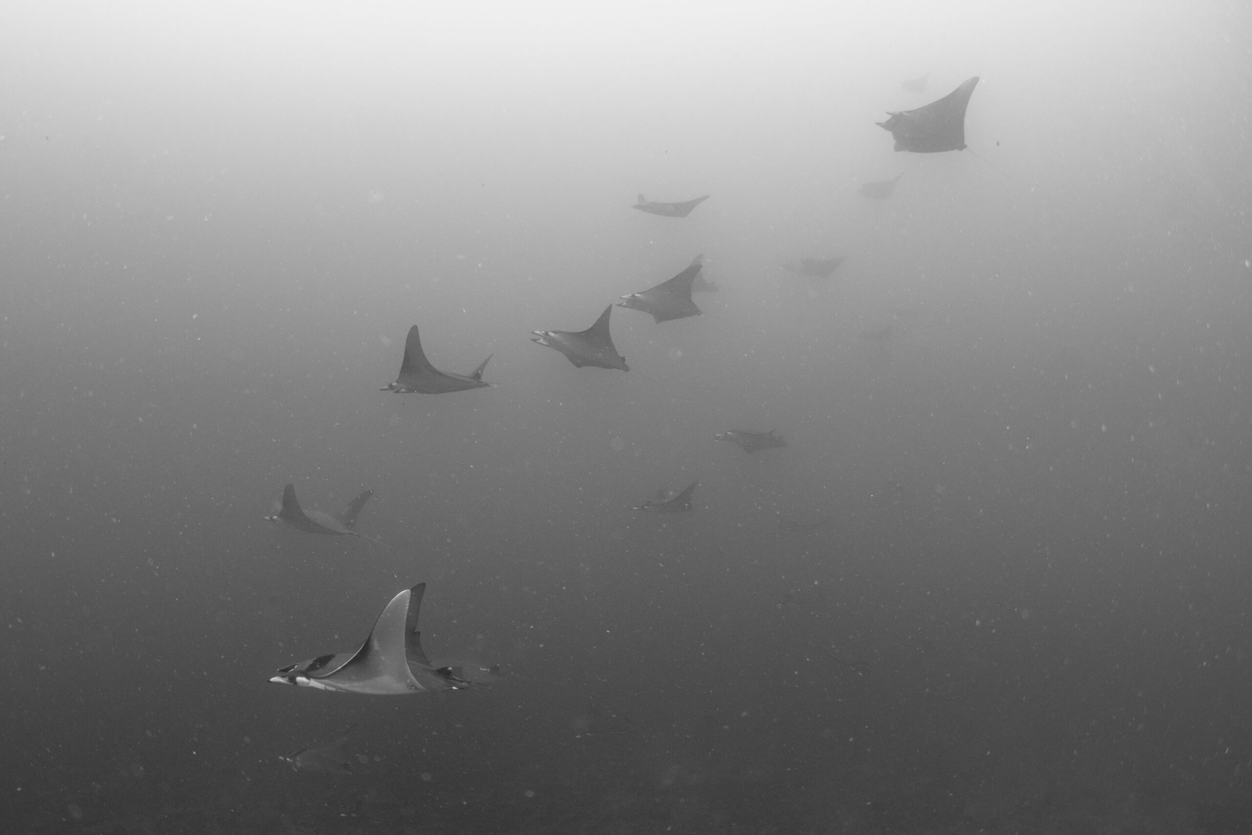  />
<figcaption>Credit: Lazaro Ruda</figcaption>
</figure>
</div>
<!-- /wp:image -->

<!-- wp:paragraph -->
<p>The national park regulates all activities on tour boats in the Galapagos. For our other boats (the <a href=