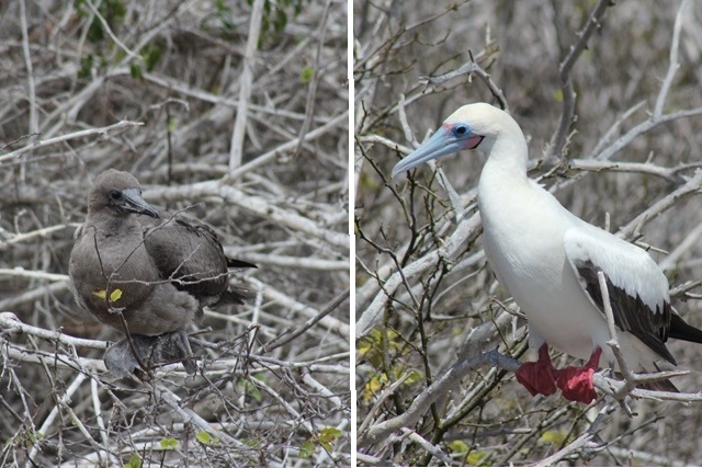 baby Red footed boobies in the Galapagos