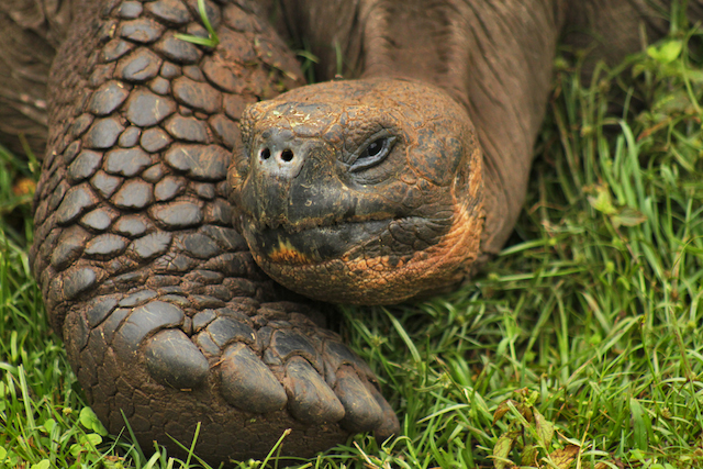 Saddle-Backed Giant Tortoise