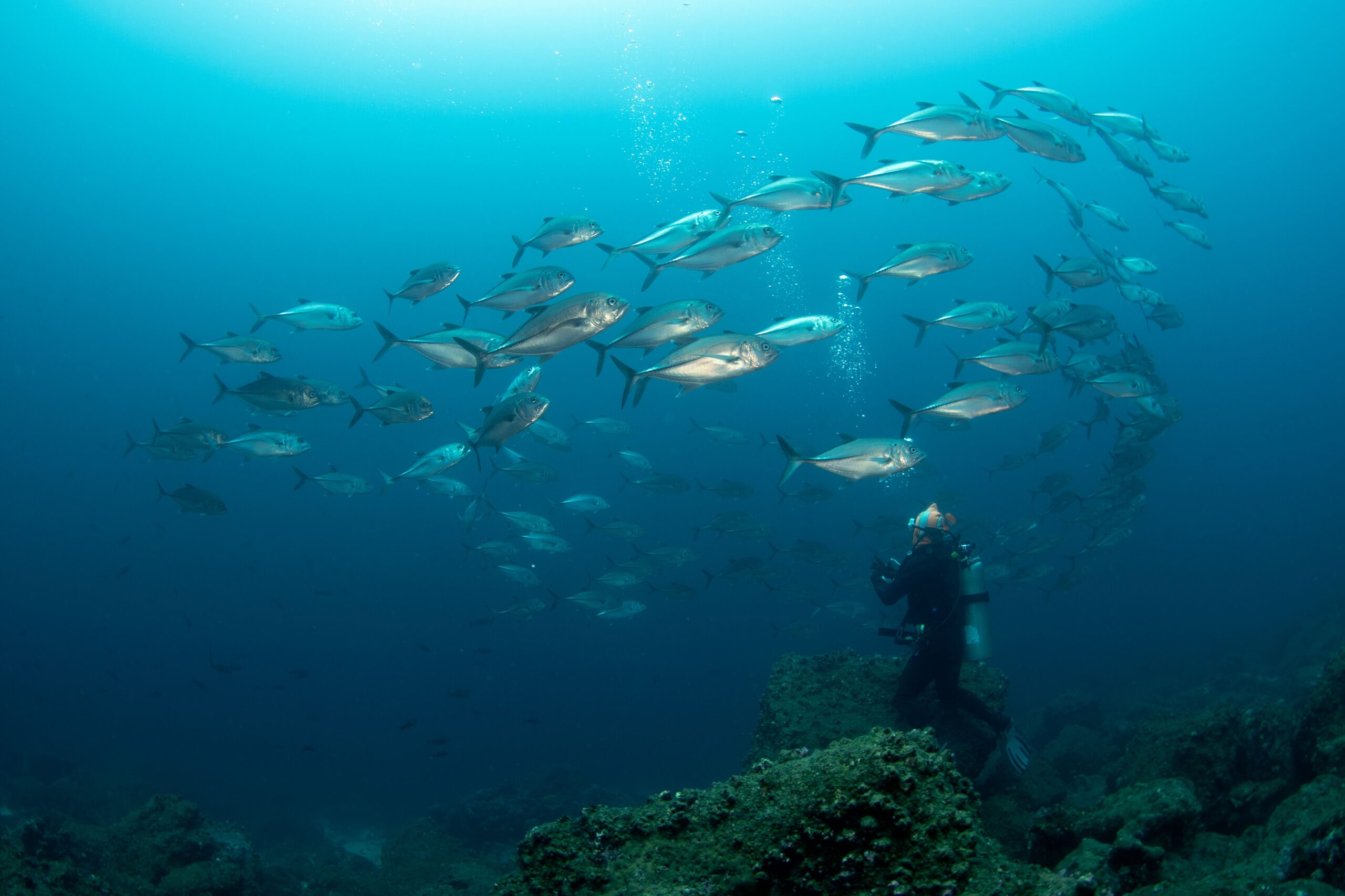  /></figure>
</div>
<!-- /wp:image -->

<!-- wp:paragraph -->
<p>Ecoventura guests wishing to combine a non-scuba cruise with diving are therefore advised to arrange to dive with a local dive shop when we are in Puerto Ayora, Santa Cruz, although this would mean missing the visits we offer on that day, to the highlands of Santa Cruz and the tortoise breeding station.</p>
<!-- /wp:paragraph -->

<!-- wp:paragraph {