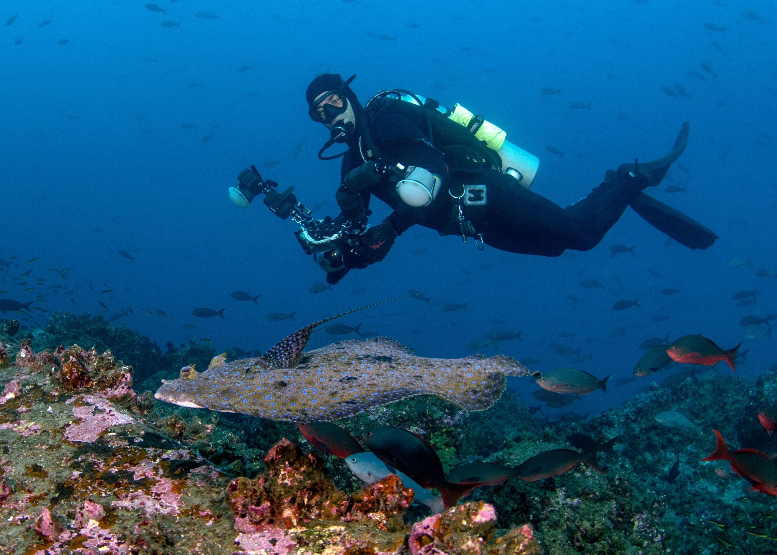  /></figure>
</div>
<!-- /wp:image -->

<!-- wp:paragraph -->
<p>So what is it Amy loves so much about diving in the Galapagos?</p>
<!-- /wp:paragraph -->

<!-- wp:paragraph -->
<p><em>“I love the <a href=