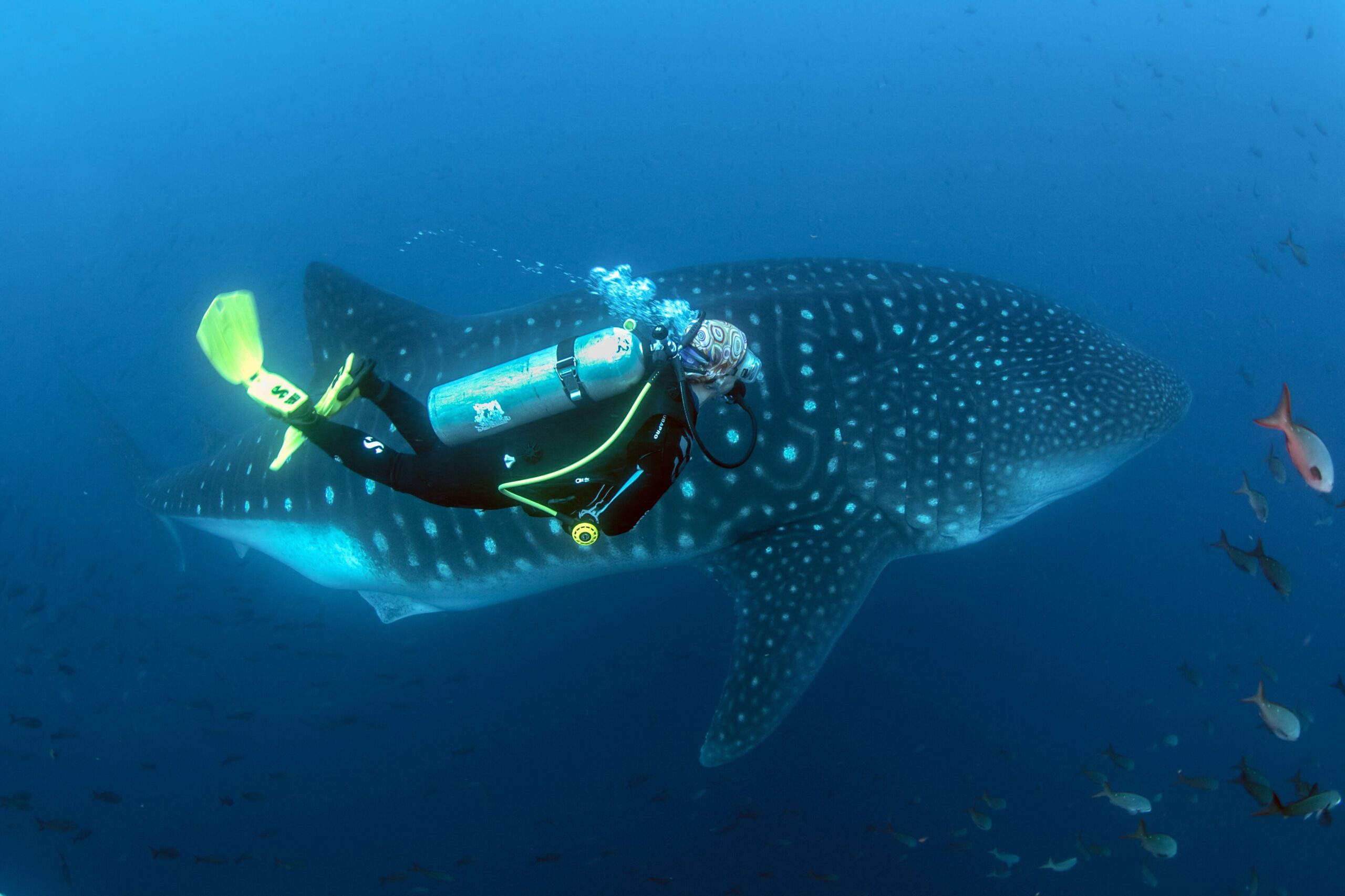  /></figure>
</div>
<!-- /wp:image -->

<!-- wp:paragraph -->
<p>December through May is the warmest season for Galapagos diving; water temperatures may be around 78 – 82 degrees. Hammerhead sharks tend to gather in schools and may even “wall up”, gathering in tight proximity at reef points to form a solid wall of shark, a truly spectacular sight.</p>
<!-- /wp:paragraph -->

<!-- wp:paragraph -->
<p>The warm season is known as “Manta” season, and for a reason – many rays, including giant mantas as well as mobulas, spotted eagles and golden rays to name a few, gather in large schools at this time of year.</p>
<!-- /wp:paragraph -->

<!-- wp:image {