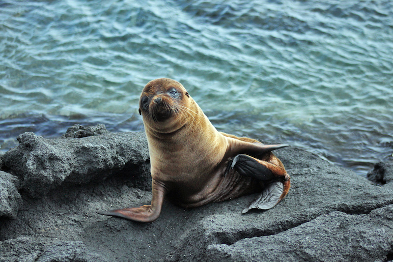 Sea Lion