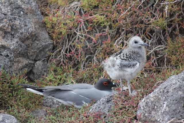 Swallow tailed gull baby