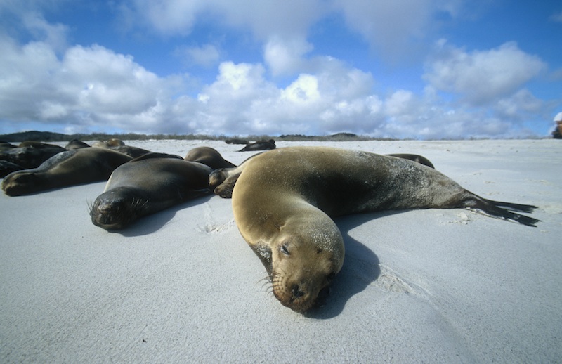 Galapagos Sea lion