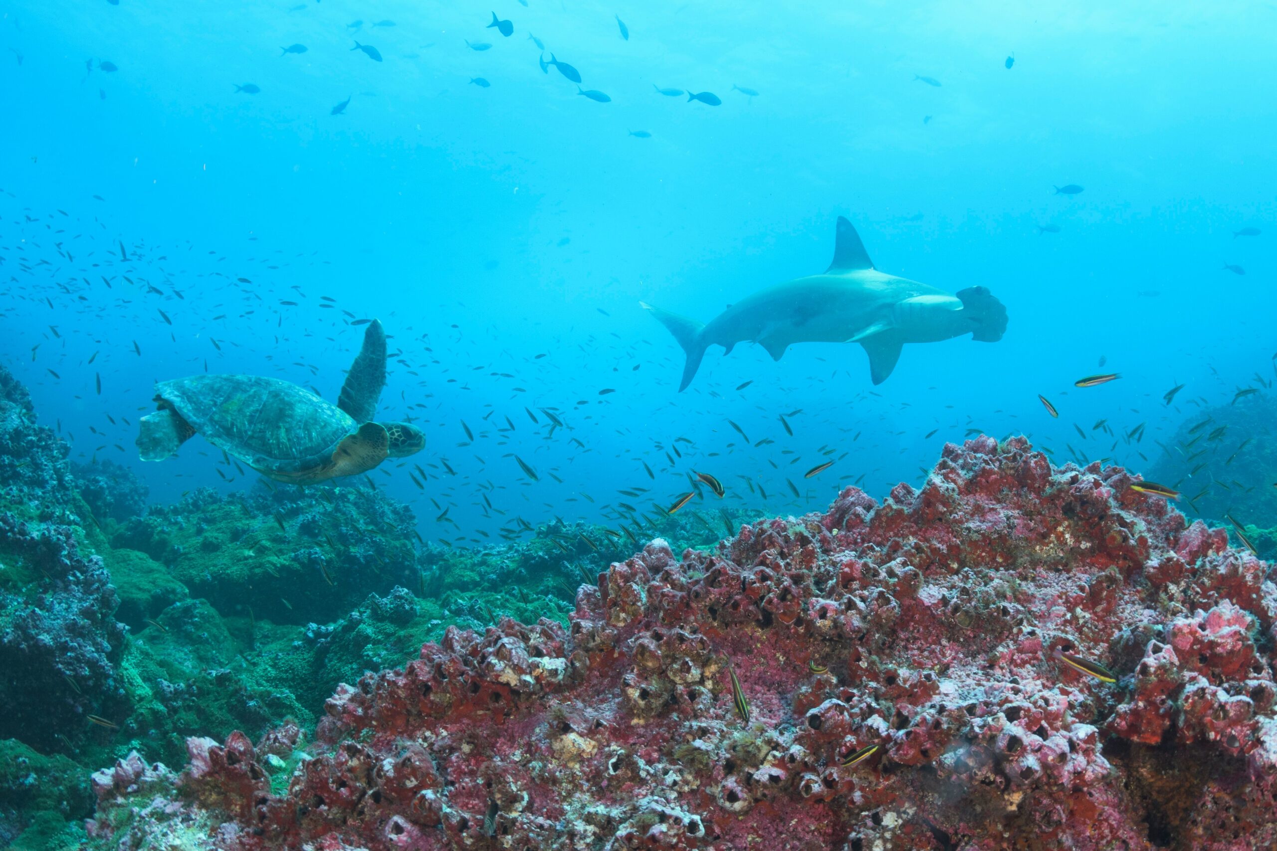  />
<figcaption>Credit: Lazaro Ruda</figcaption>
</figure>
</div>
<!-- /wp:image -->

<!-- wp:paragraph -->
<p>Please note that diving in the Galapagos, and particularly around Wolf and Darwin Islands, is for experienced divers only.</p>
<!-- /wp:paragraph -->

<!-- wp:paragraph -->
<p><em>“We spend 3 days at these remote islands doing up to 4 dives a day” </em>explains Amy.<em> “The dives are mostly spent at 20-30 meters/80-100 feet. The surface conditions can be choppy near the entrance/exit points which are close to rocks, whilst currents can be quite strong. At times, one must hover near 30 meters/100 feet with no visible bottom as a reference – divers must be able to handle themselves in these conditions.”</em></p>
<!-- /wp:paragraph -->

<!-- wp:paragraph -->
<p>Divers must be Nitrox certified, and we suggest experience levels of 50-100 dives in these conditions. Divers approaching this level of experience, as well as all guests who are looking for a more personal experience, may also hire a Private Dive Guide – <a href=