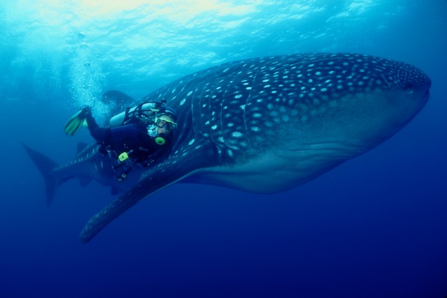 WhaleShark Amos Nachoum