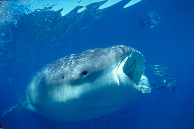 WhaleShark&Diver-III-25