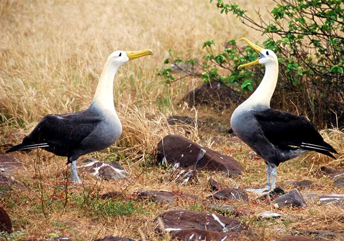 Albatross in the Galapagos Islands by Allison Gardner