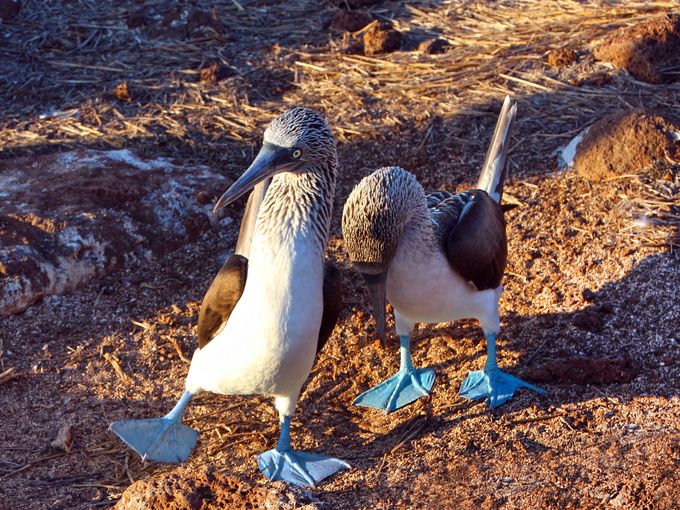 blueboobies