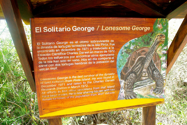 The most famous galapagos tortoise, Lonesome George of the Galapagos Islands