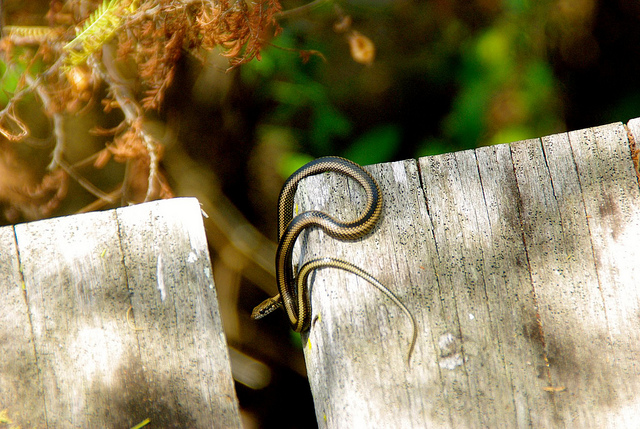 snake at the Charles Darwin Research Center