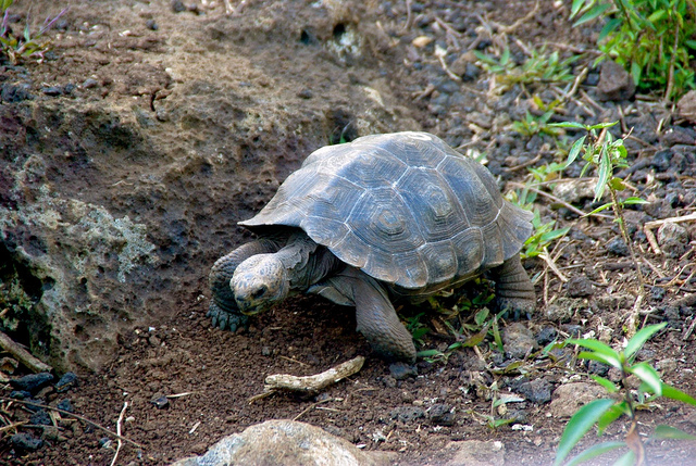 Baby Tortoises at the charles darwin research station in the galapagos islands