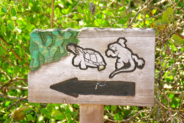 Land Iguanas at the Charles Darwin Research Station