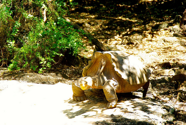 Galapagos Tortoise at the Charles Darwin Research Station in the Galapagos Islands