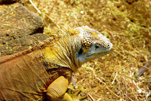 Land Iguana at the Charles Darwin Research Station in the Galapagos Islands