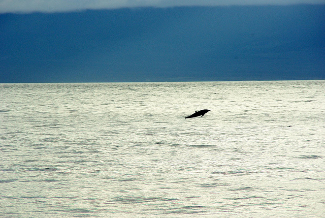 dolphin sighting in the galapagos islands with Ecoventura