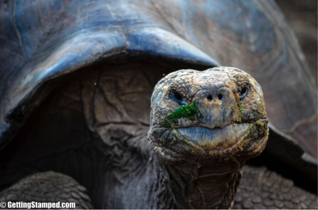 The giant land tortoises of Santa Cruz