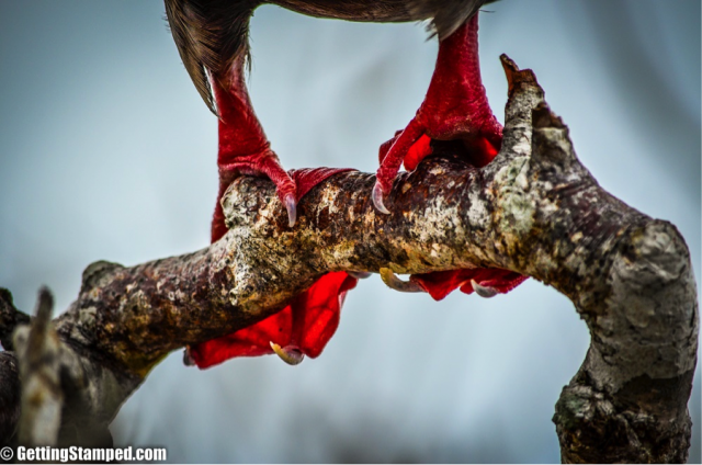 The Red Footed Boobies of the galapagos islands