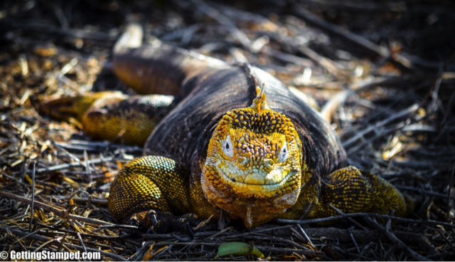 Yellow Land Iguanas of the galapagos islands