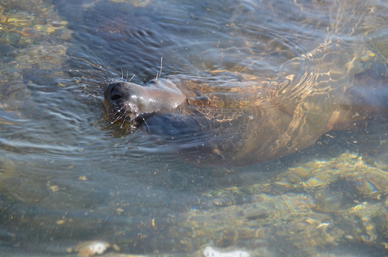 galapagos trip report with Ecoventura