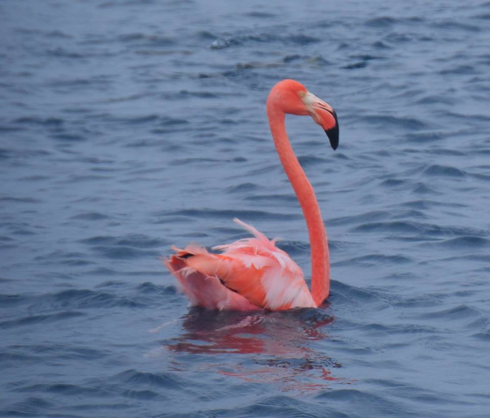 flamingo