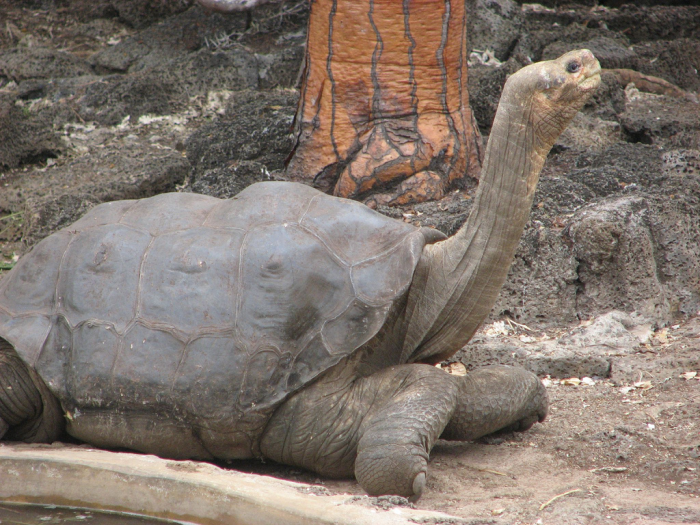 lonesome George