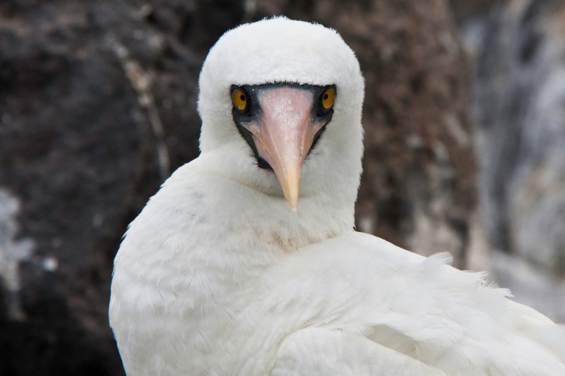 Nazca masked booby, Punta Suarez, Isla Espanola, Galapagos Islands, Ecuador.