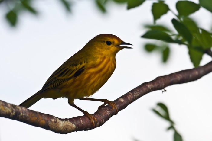 Yellow warbler, Darwin's finch, Isla Isabela, Galapagos Islands, Ecuador.