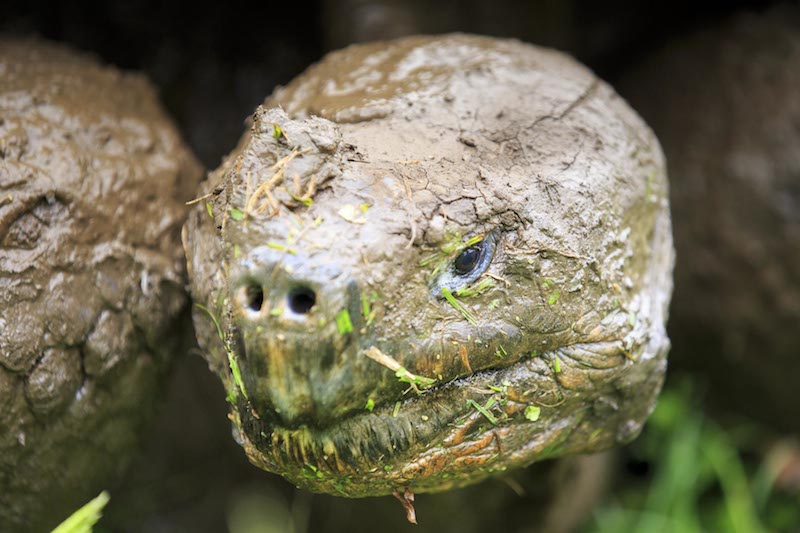 ECUADOR, Galapagos, On Santa Cruz Island, visiting a Ranch with Giant Tortoises