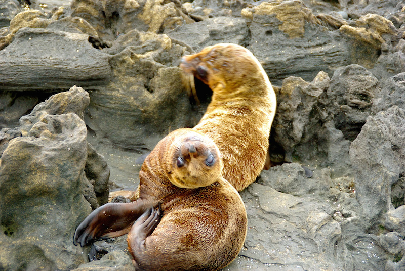 sea lion pups